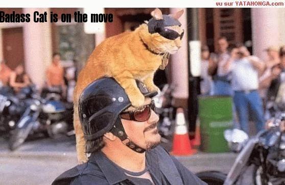 badass cat